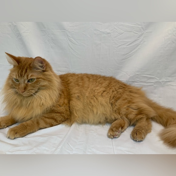 Meet your Posher, Katie - Picture 5 of 6